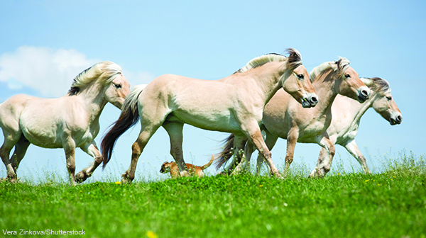 Fjord Horses